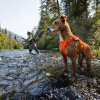 Ruffwear Web Master Dog Harness