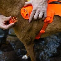 Ruffwear Web Master Dog Harness