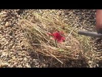 TBS Army Firesteel - Orange - The best just got better!!