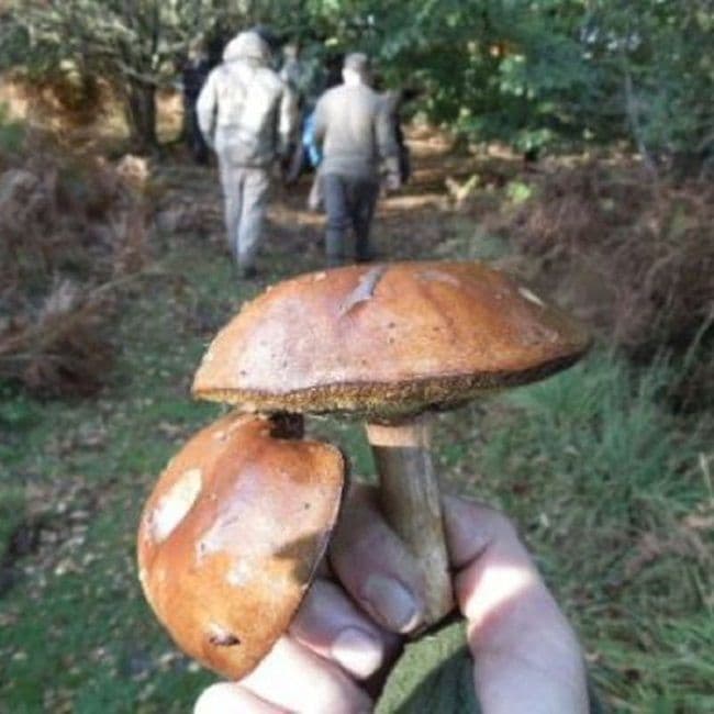 Wild Food Day Workshop