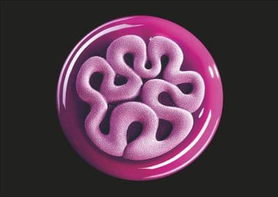 TOP15 - JELLY Pavoni Silicone Cake Mould