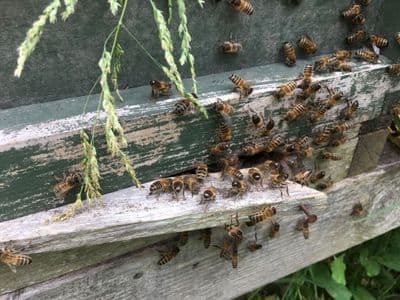 Beekeeping Introduction Course /Experience