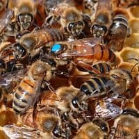 Buckfast Cross Queen 2026 from £44 deposit £5