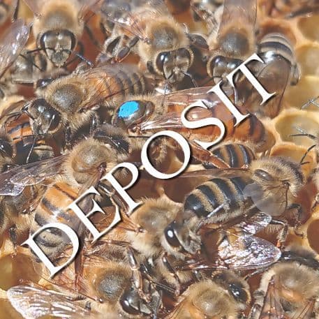 Buckfast Cross Queen 2026 from £44 deposit £5