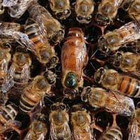 Buckfast Queen 2026 from £44 deposit £5