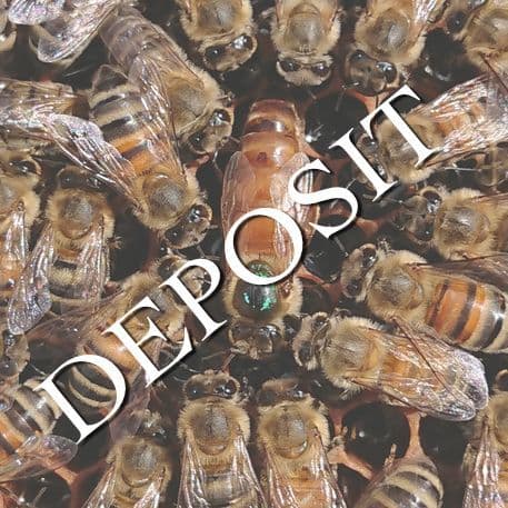 Buckfast Queen 2026 from £44 deposit £5