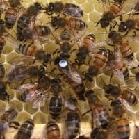 Carniolan Queens 2027 from £45 deposit £5