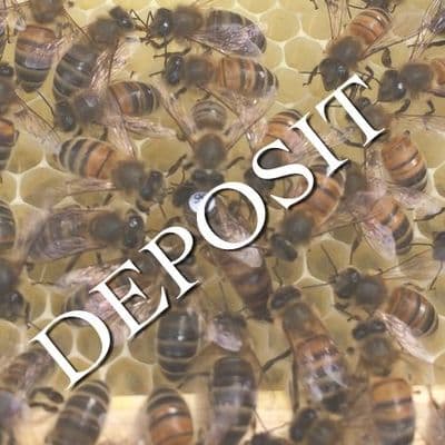 Carniolan Queens 2027 from £45 deposit £5