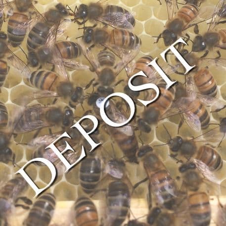 Carniolan Queens 2027 from £45 deposit £5