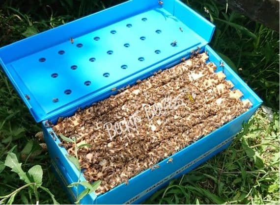 Commercial Nuc, deposit only 2026