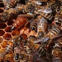 Ligustica Queen from 2026 from £44 deposit £5