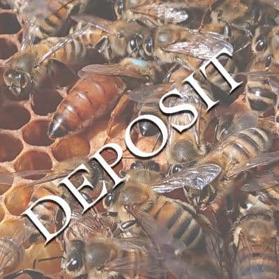 Ligustica Queen from 2027 from £45 deposit £5