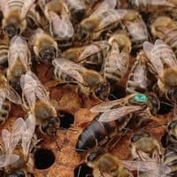 Mated Mellifera Mellifera Queens 2026 from £44 deposit £5