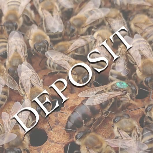 Mated Mellifera Mellifera Queens 2026 from £44 deposit £5