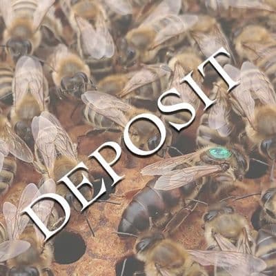 Mated Mellifera Mellifera Queens 2027 from £45 deposit £5
