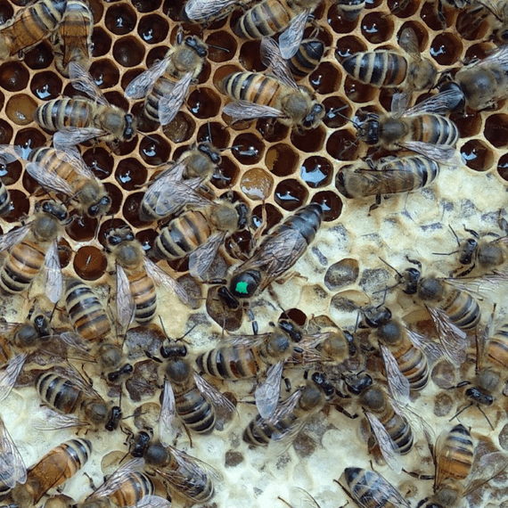 Mellifera Mellifera Queen