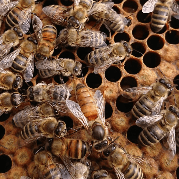 UK Bred Mated Buckfast Queens