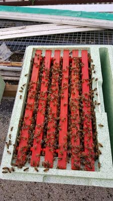 6 frame Nucleus of UK reared bees (Deposit)