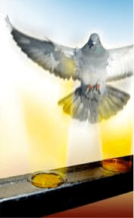 Bird Free Fire Gel Pigeon Repellent