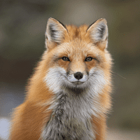 Ultrasonic Fox & Dog Repeller