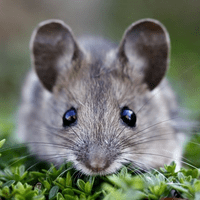 Ultrasonic Mouse Repellers