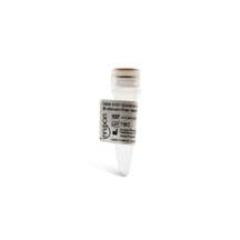 ODN 2137 (Control for ODN 2006) Endotoxin-free (sterile) Cat. No. #IAX-200-206