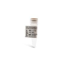 ODN 2243 (Control for ODN 2216) Endotoxin-free (sterile) Cat. No. #IAX-200-205