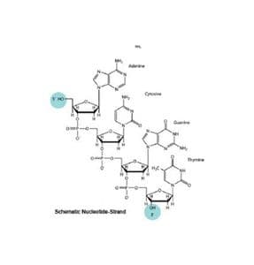 TLR9 (mouse) Agonists (CpG ODNs)
