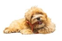 Bamboodle Y-Bone S/M/L Reduced save 20%