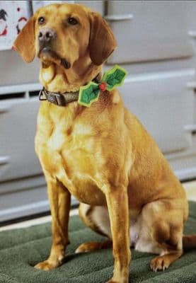 House of Paws Holly Bow Tie Reduced