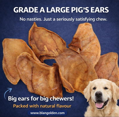 Natural Large Grade A Pigs Ears