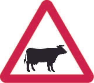 Cattle