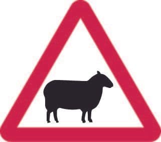 Sheep