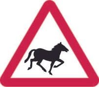 Wild Horses Or Ponies