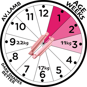 Mini Clip (Plastic) x100