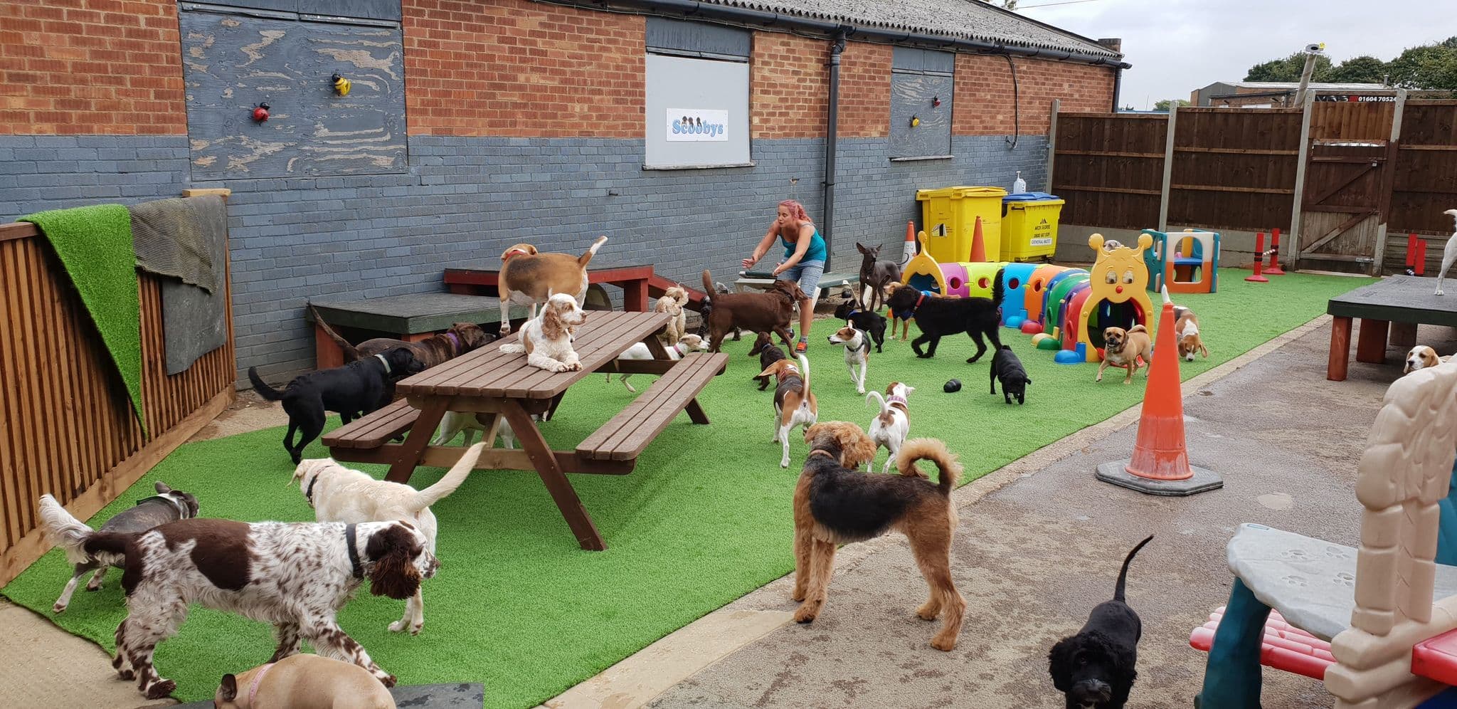 Canine doggy sale daycare