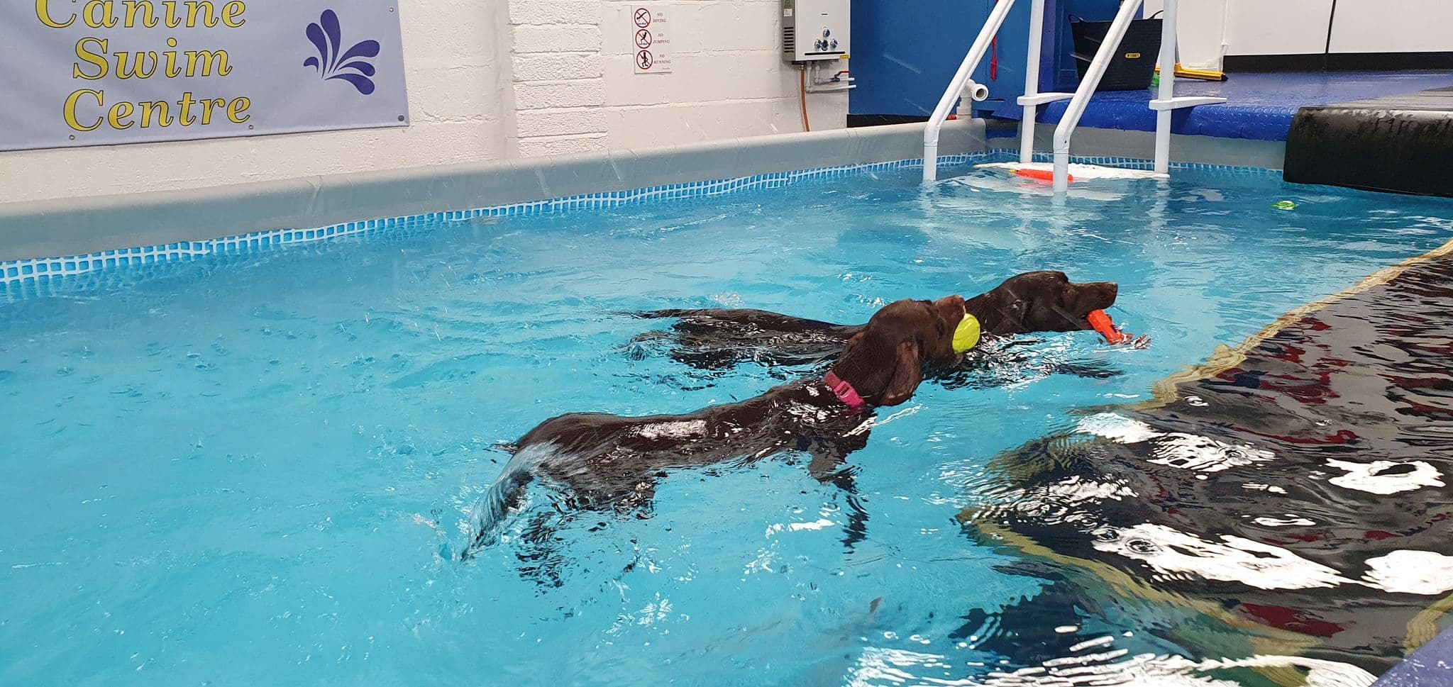 scoobys canine swim centre northampton, aqua centre, hydrotherapy