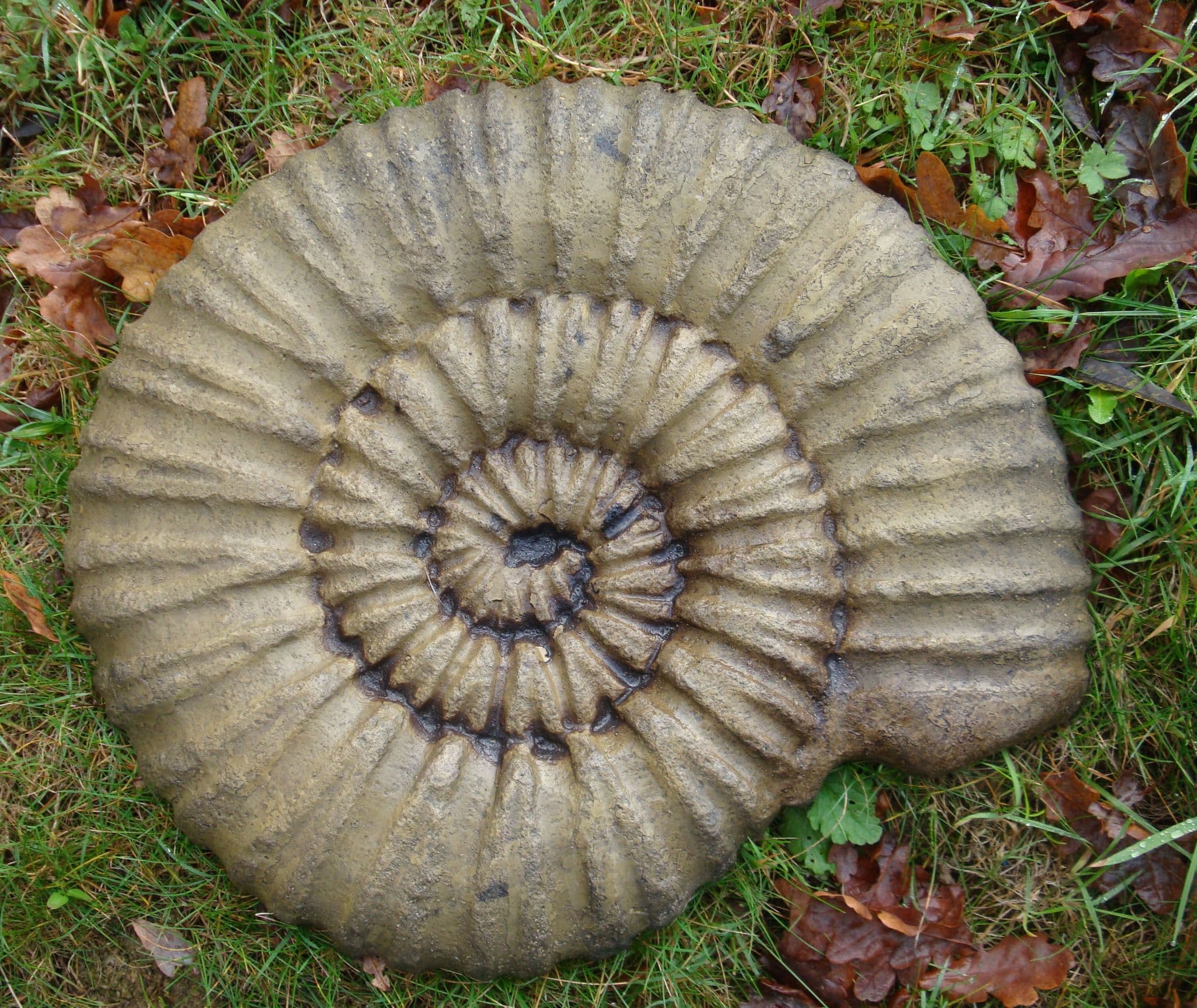 Ammonite fossil wall plaque or stepping stone