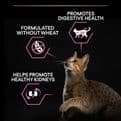 Pro Plan Delicate Digestion Dry Adult Cat Food Turkey 3kg