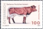 Austria 2021 Cows/ Jochberger/ Rare Breeds/ Farming/ Animals/ Nature 1v (at1298a)