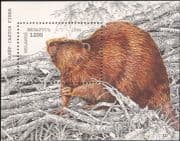 Belarus 1996 Beaver/ Animals/ Nature/ Wildlife/ Conservation 1v m/s (b8292d)