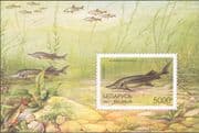 Belarus 1997 Sterlet/ Fish/ Fishing/ Nature/ Animals/ Wildlife/ Sturgeon m/s (b7855w)