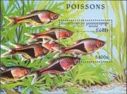 Cambodia 1997 Tropical Fish/ Marine/ Nature/ Wildlife/ Harlequin 1v m/s (b9398)