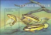 Central African Republic 2001 Freshwater Fish/ Cichlids/ Nature/ Wildlife 1v m/s (b7855q)