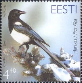 Estonia 2003  Magpie/ Birds/ Nature/ Wildlife/ Conservation  1v  (ee1299)