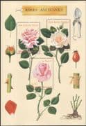 France 1999 Old Roses/ Garden Flowers/ Rose/ Plants/ Nature/ Horticulture 3v m/s (n45408)