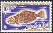 FSAT/TAAF 1971 Marbled Rockcod/ Fish/ Nature/ Marine/ Wildlife/ Environment/ Conservation 1v (n23390)
