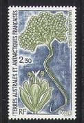 FSAT / TAAF 1993 Plant / Nature / "Lyallia" 1v (n27855)