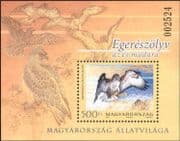 Hungary 2012 Common Buzzard/ Birds/ Raptors/ Nature/ Wildlife/ Conservation 1v m/s (n45147)