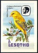 Lesotho 1982 Birds / Canary / Blossom / Nature Postcard (a88)